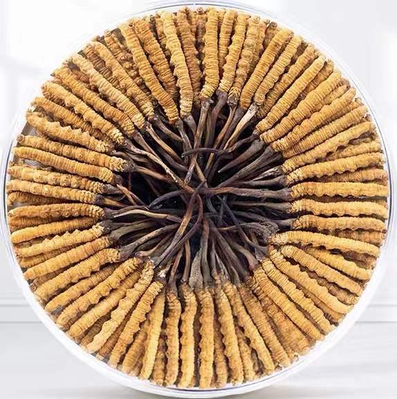 托喀依乡冬虫夏草回收